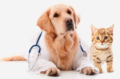Clínica Veterinária