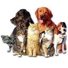 Pet shop